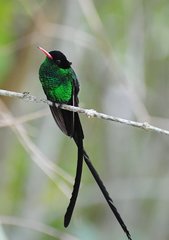 Red-Billed Streamertail photo 3