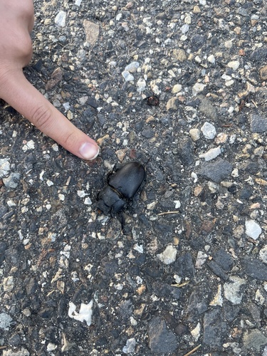 Lesser Stag Beetle
