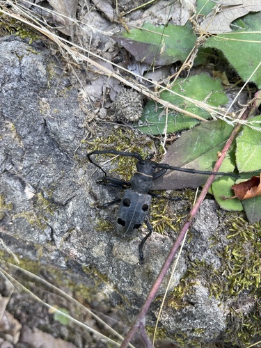 Morimus funereus