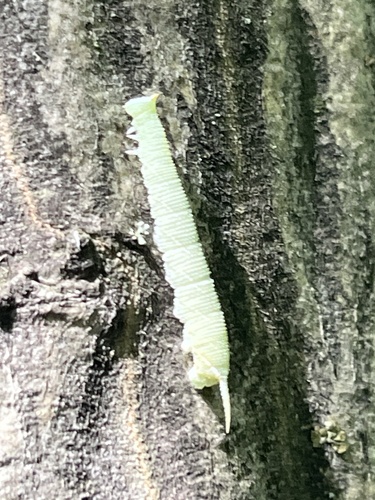 Lime Hawkmoth