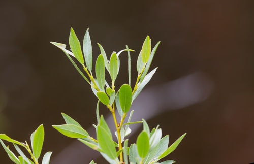 Salix lemmonii