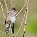 Rufous-winged Antshrike - Photo (c) Carlos Sanchez, some rights reserved (CC BY-NC), uploaded by Carlos Sanchez