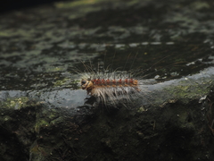 Lymantria xylina