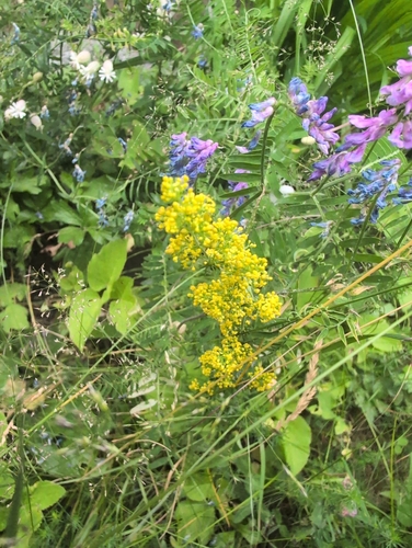 Lady's Bedstraw