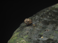 Aegista