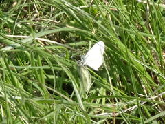 Dismorphiinae