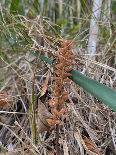 Umbilicus horizontalis