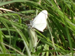 Dismorphiinae