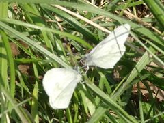 Dismorphiinae