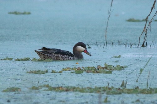 iNaturalist image