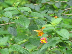 Cupha erymanthis erymanthis