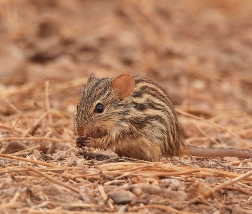 Barbary Striped Grass Mouse