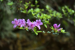 Rhododendron noriakianum