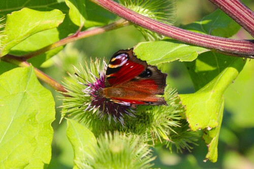 European Peacock Butterfly