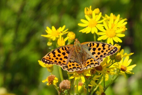 Queen of Spain Fritillary