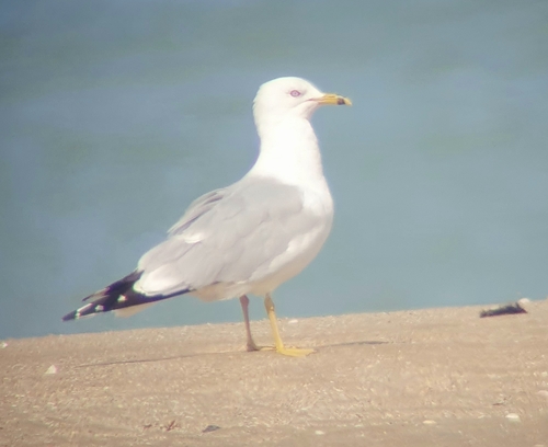 Gaviota de Delaware (Larus delawarensis)