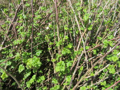 Ribes divaricatum