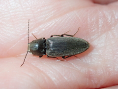 Cardiophorinae