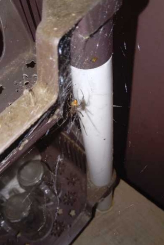 Brown Widow