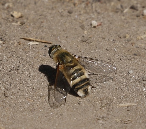 iNaturalist observation photo of Villa