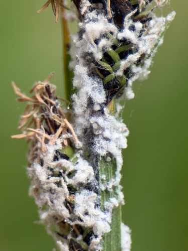 iNaturalist observation photo of Aphids