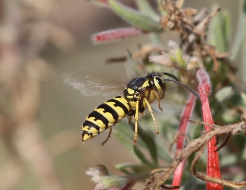 iNaturalist observation photo of Western Yellowjacket