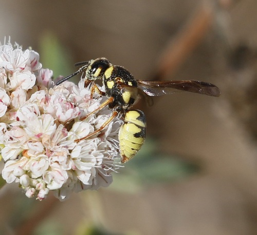 iNaturalist observation photo of Euodynerus