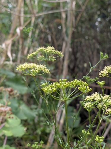 Petroselinum crispum, photograph 6