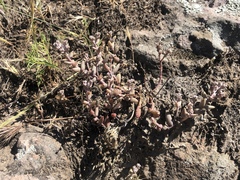 Dudleya blochmaniae blochmaniae