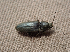 Cardiophorinae
