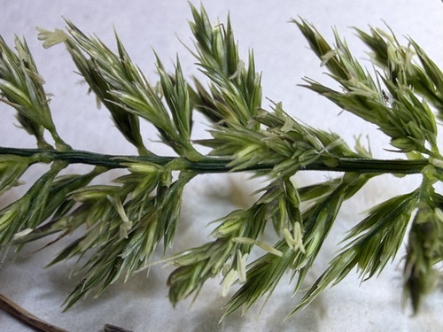 Eragrostis variabilis observed 2026-03-06