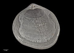 Zemysia rakiura