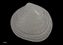 Zemysia rakiura