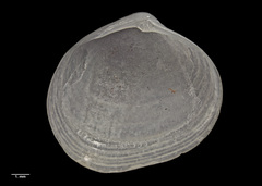 Zemysia rakiura