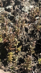 Dudleya blochmaniae blochmaniae