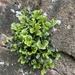 Wall-Rue - Photo (c) greenzonekent, some rights reserved (CC BY-NC)