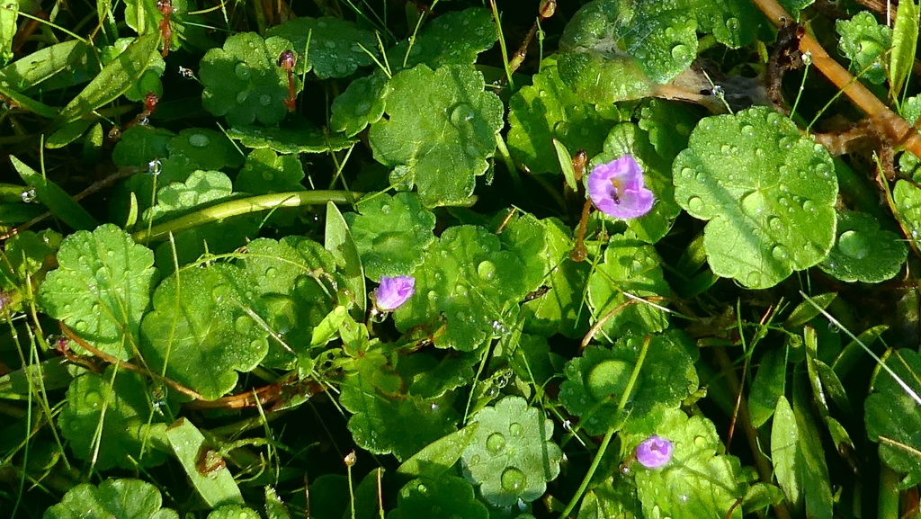 Rau má nước – Hydrocotyle vulgaris