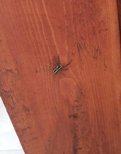 Pantropical Jumping Spider