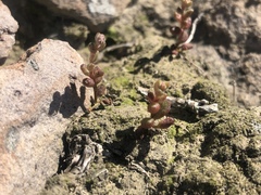 Dudleya blochmaniae blochmaniae