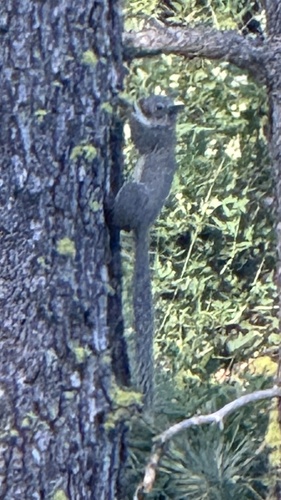 Western Gray Squirrel observed by jasonvassallo