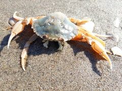 Liocarcinus holsatus