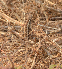 Sceloporus siniferus