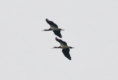 iNaturalist image