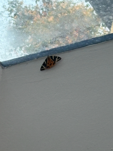 Jersey Tiger