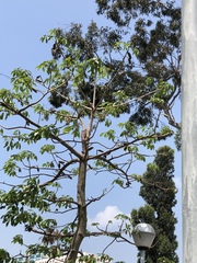 Bombax ceiba