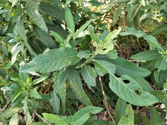 Blumea balsamifera