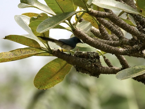 iNaturalist image