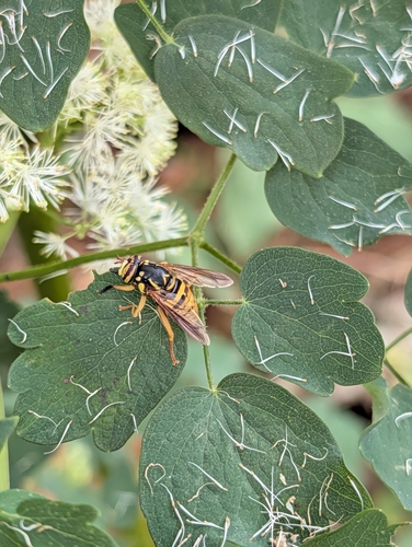 Broad-banded Hornet Fly photo 3