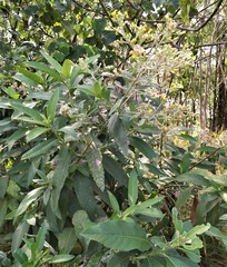 Blumea balsamifera
