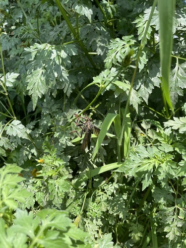Giant Prairie Robber Fly